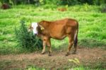 Country Cow Stock Photo