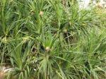 Pandanus Palm Tree Stock Photo