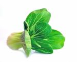 Bok Choy Stock Photo