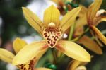 Cymbidium Orchid Flowers Stock Photo