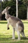 Kangaroo Outside During The Day Time Stock Photo