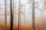 Misty Orange Forest Stock Photo