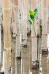 Mangroves Reforestation In Coast Of Thailand Stock Photo