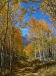 Colorado Fall Colors Stock Photo