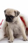 Pug With Christmas Hat Stock Photo