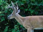 Beautiful Isolated Picture Of A Wild Male Deer With The Horns Near The Green Bush Stock Photo