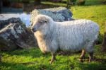 Close Up New Zealand Merino Sheep In Rural Livestock Farm Stock Photo