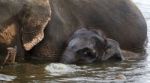 The Background With The Funny Cute Young Elephant And His Mom Stock Photo