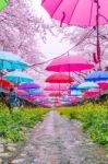 Jinhae,korea - April 4 : Jinhae Gunhangje Festival Is The Largest Cherry Blossom Festival In Korea.tourists Taking Photos Of The Beautiful Scenery Around Jinhae,korea On April 4,2015 Stock Photo