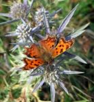 Butterfly On Thistle Stock Photo