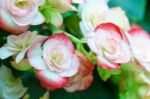 White Pink Begonia Flower In Garden Stock Photo