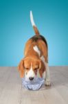 Beagle Dog Drinking Water Stock Photo