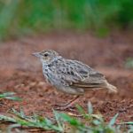 Rufous-winged Bushlark Stock Photo