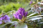 Flowers Rhododendron Stock Photo