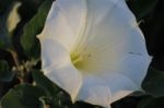 White Flower In The Garden Nice And Beautiful Stock Photo