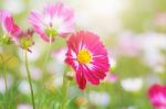 Cosmos With Freshness Of Nature Stock Photo