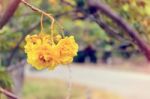 Vintage Yellow Flowers Of Cochlospermum Regium Stock Photo