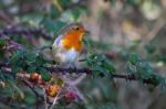 Robin (erithacus Rubecula) On A Bramble Stock Photo