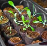 Young Plant In Nursery Stock Photo