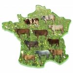 Cows On A Map Of France Stock Photo