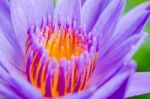 Macro Pollen Of Purple Lotus ( Nymphaea Nouchali ) Stock Photo