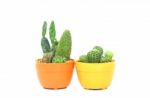 Cactus Stock Photo