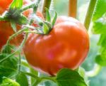 Ripe Tomatoes Growing Closeup Stock Photo