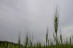 Wheat Field Watching The Blue Sky Stock Photo