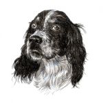 English Setter Stock Photo