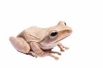 Tree Frog Stock Photo