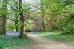 Bluebells In Full Bloom Stock Photo