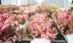 Red Coral Plants On Hydrophonic Farm Stock Photo