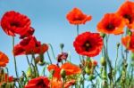 Field Of Poppies In Sussex Stock Photo