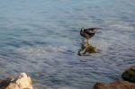 Coot Standing On A Submerged Rock Stock Photo