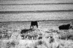 Country Cows Stock Photo