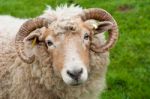 Sheep With Horns Stock Photo