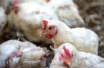 Sick Chicken Or Sad Chicken In Farm,epidemic, Bird Flu, Health Problems Stock Photo