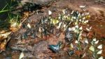 Beautiful Butterfly Crown In Thailand National Park Stock Photo