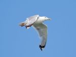 White Seagull In Flight Stock Photo