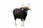 Gaur Stock Photo