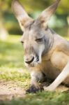 Kangaroo Outside During The Day Time Stock Photo