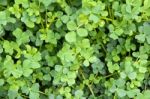 Green Plant Growing Upward Stock Photo