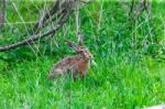 Wild Hare Sitting In A Green Grass Stock Photo