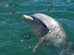 Bottlenose Porpoise Stock Photo