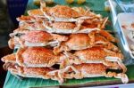 Fresh Dungeness Crab Stock Photo