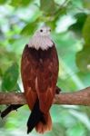 Brahminy Kite Stock Photo