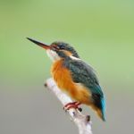 Female Common Kingfisher Stock Photo