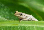 Frog In The Wild Stock Photo