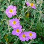 Cretan Rock Rose (cistus Creticus L.) Stock Photo