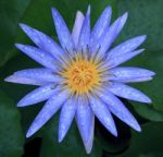 Close Up Of Beautiful  Purple Water Lilly Lotus With Fresh Water Stock Photo